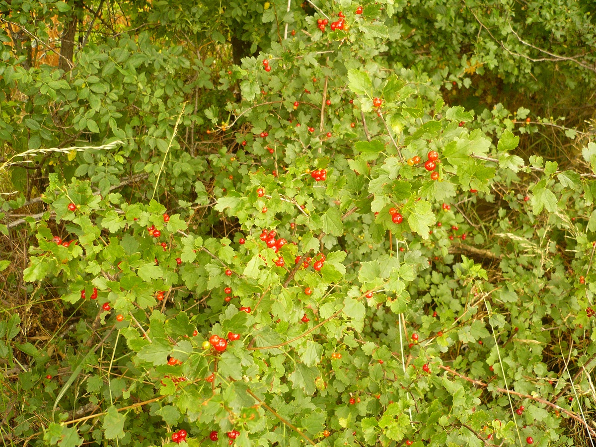 Ribes alpinum (Grossulariaceae)